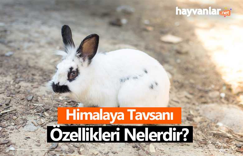 Himalaya Tavşanı