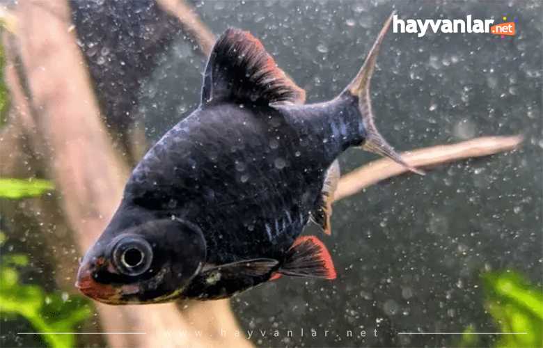 Kaplan Dikeni Balığı Küçük Akvaryum Balıkları