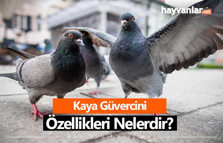 Kaya Güvercini Özellikleri