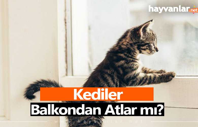 Kediler Balkondan Atlar mı?