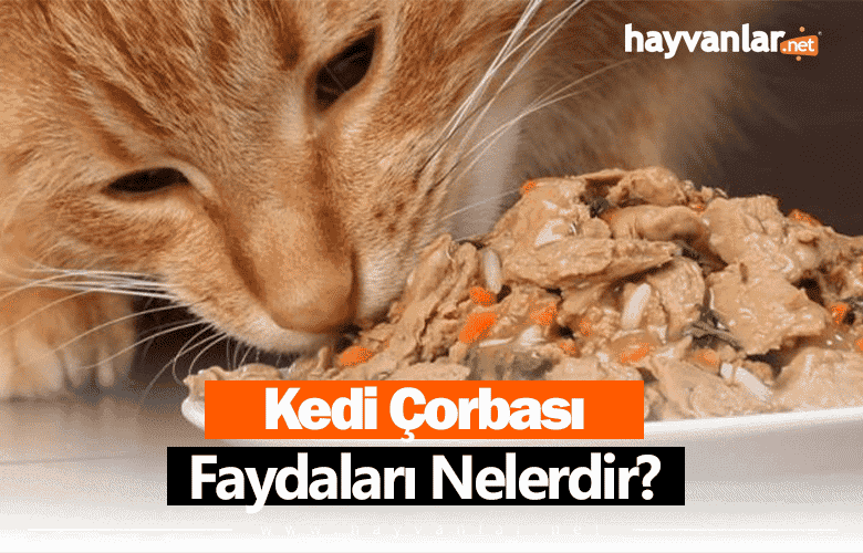 Kedi Çorbası