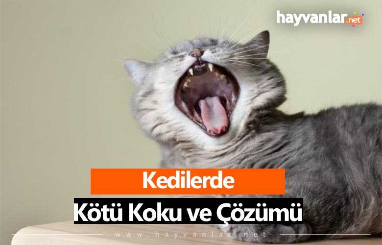 Kedilerde Kötü Koku
