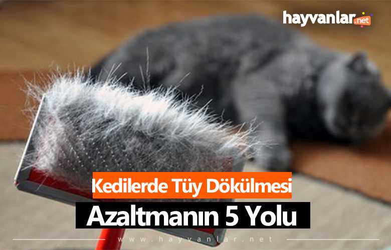 Kedilerde Tüy