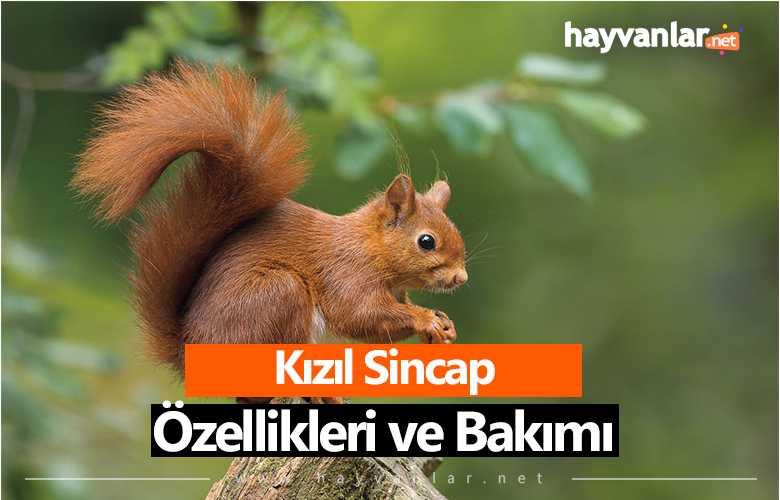Kızıl Sincap Özellikleri