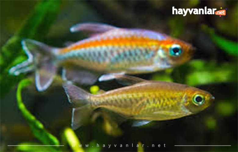 Kongo Tetrası Küçük Akvaryum Balıkları