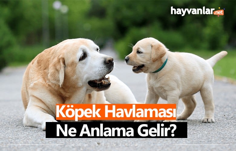 Köpek Havlaması Ne Anlama Gelir?