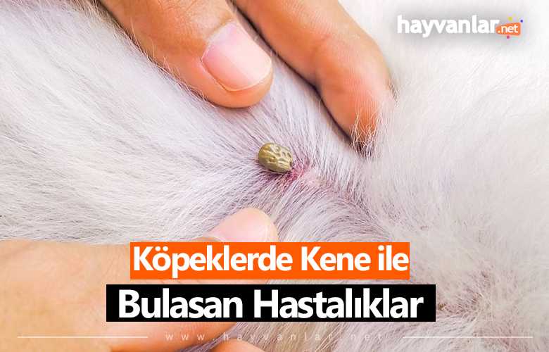 Köpeklerde Kene
