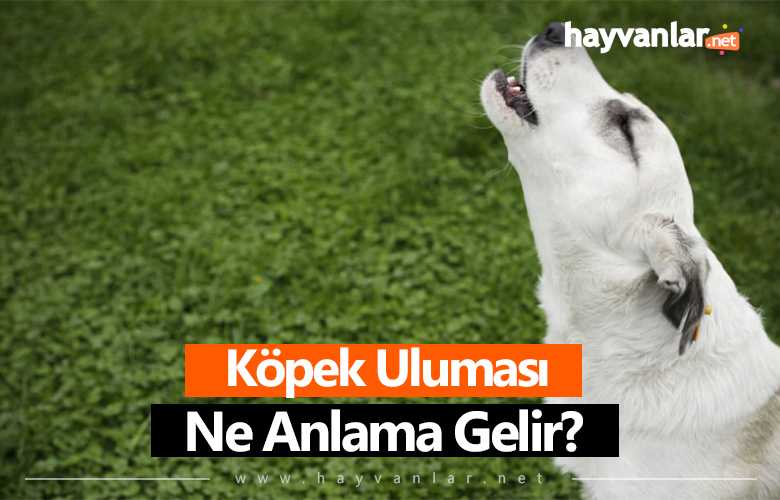 Köpek Uluması
