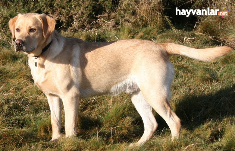 Av Köpeği Cinsleri
