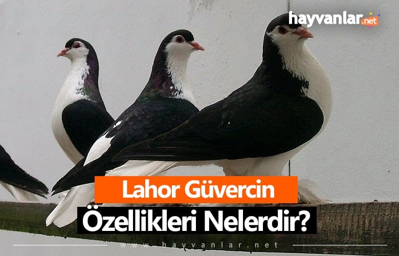 Lahor Güvercin