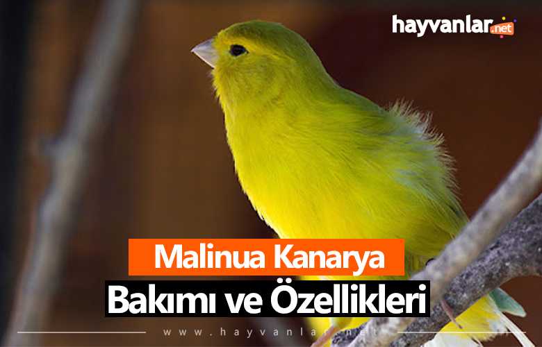 Malinua Kanarya