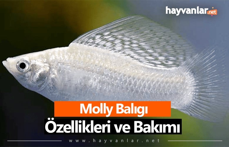 Moli Balığı Özellikleri 