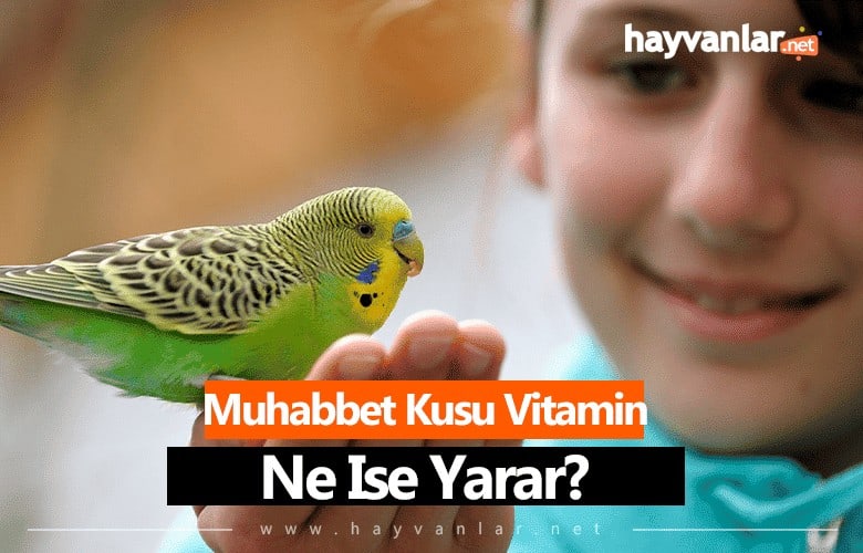 Muhabbet Kuşu Vitamin