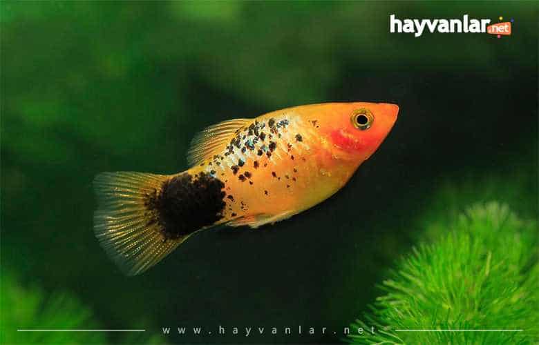 Küçük Akvaryum Balıkları