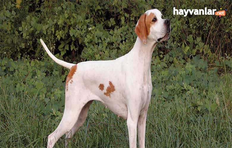 Pointer Av Köpeği