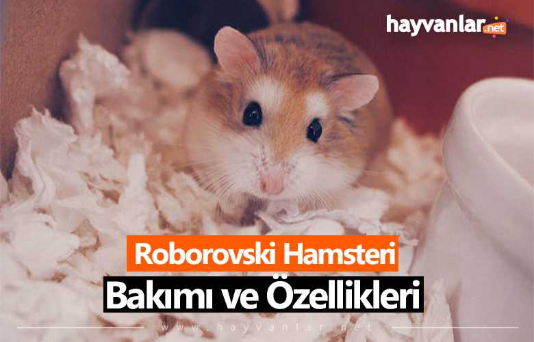 Roborovski Hamsteri