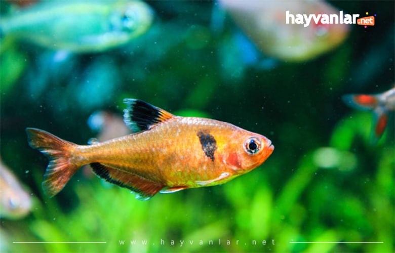 Serpea Tetra Balığı Küçük Akvaryum Balıkları