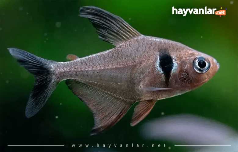 Siyah Hayalet Tetra Küçük Akvaryum Balıkları