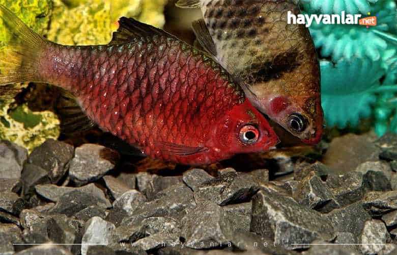Siyah Yakut Barb Küçük Akvaryum Balıkları