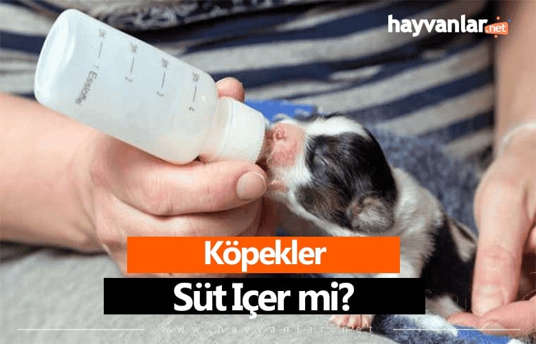 Köpekler Süt İçer mi?