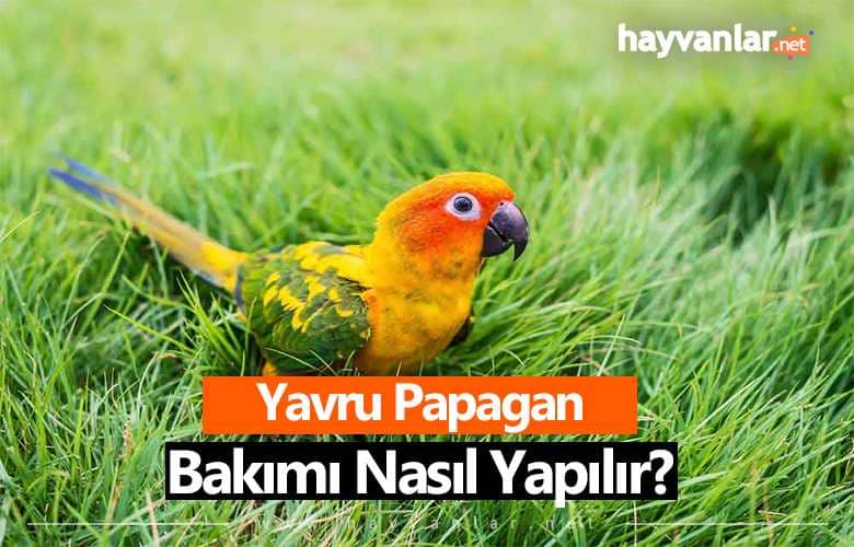 Yavru Papağan