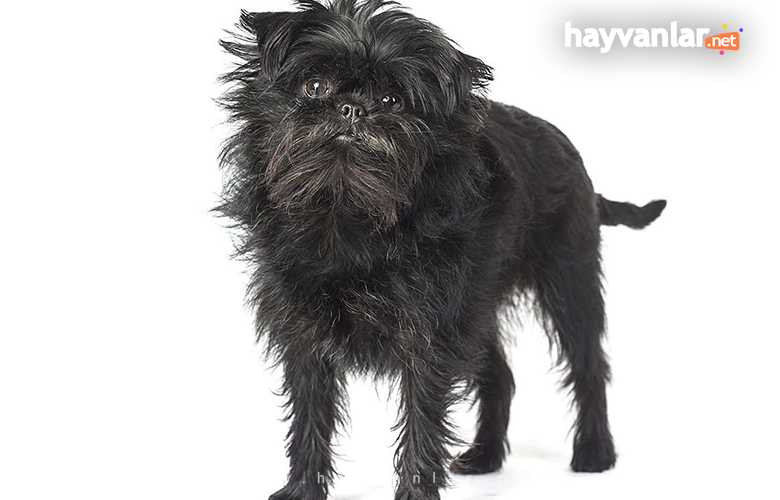 Tüy Dökmeyen Köpek Cinsleri