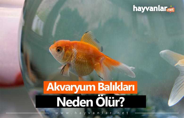 Akvaryum Balıkları