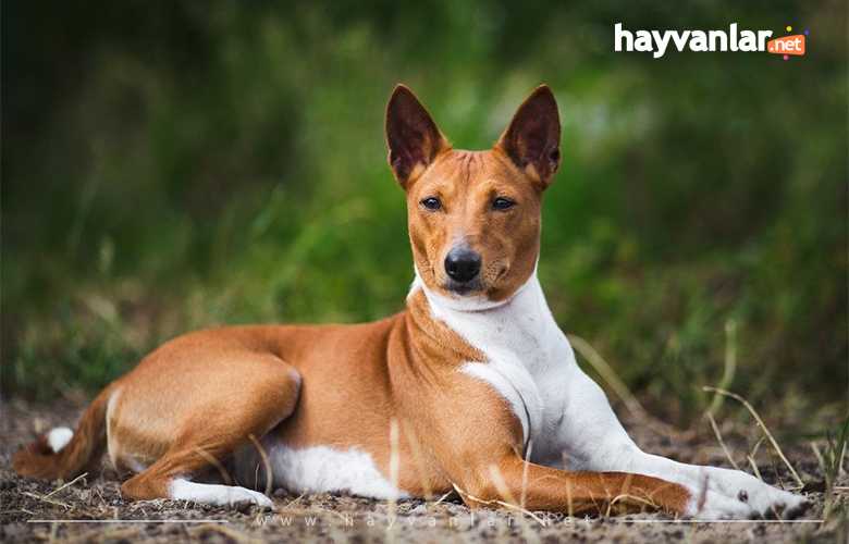 Basenji Köpek