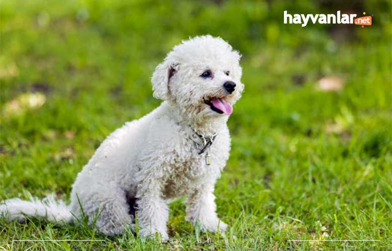 Bişon Çuha Köpeği