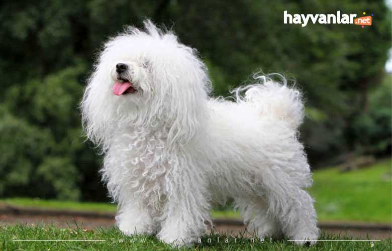 Bolonez Köpek