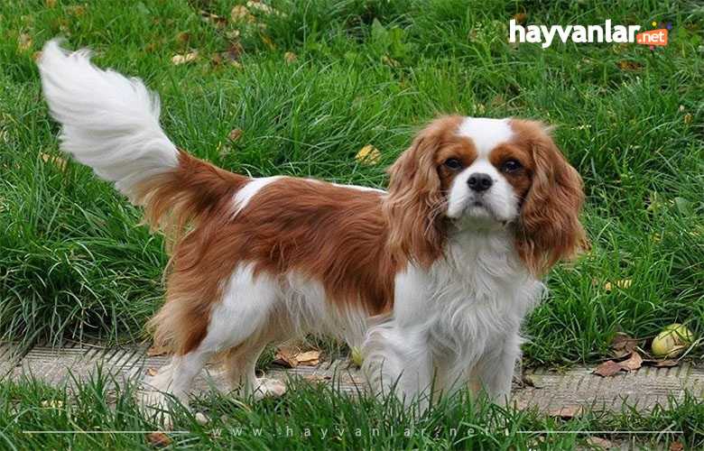 Cavalier King Charles Spainel Kraliyet Köpeği