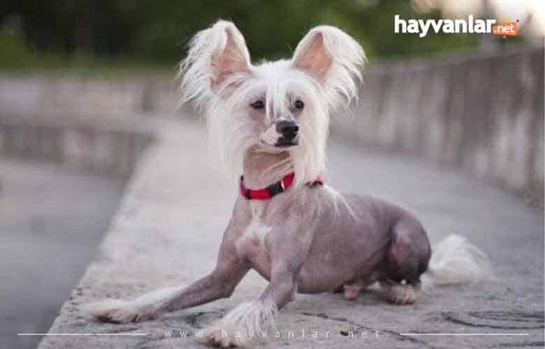 Çin Tepeli Köpek