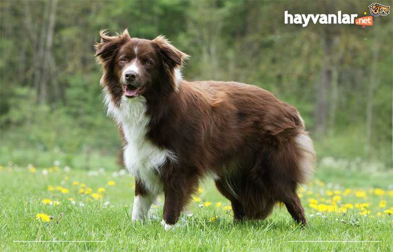 Border Collie
