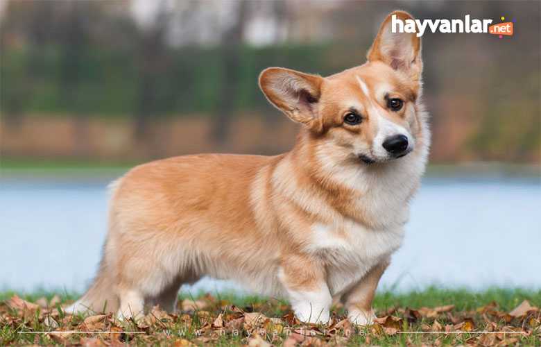 Kraliyet Köpeği Corgi