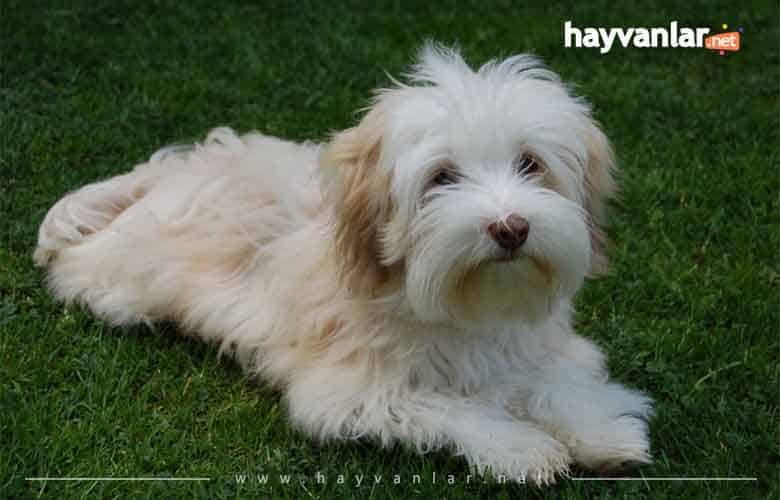 Havanese Köpeği