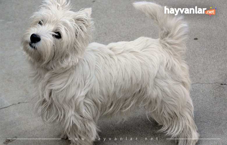 İskoç Teriyer Köpeği