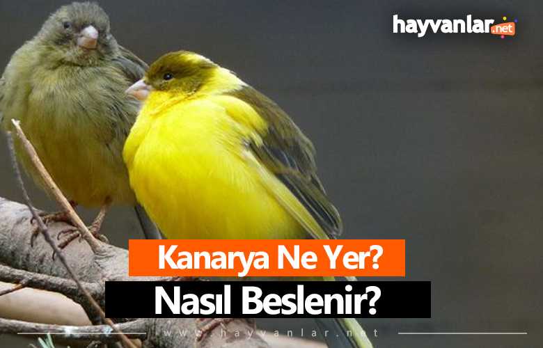 Kanarya ne yer