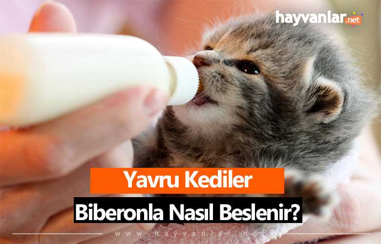 yavru kediler