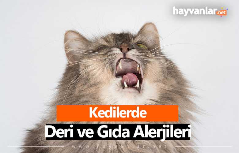 kedilerde deri ve gıda alerjileri
