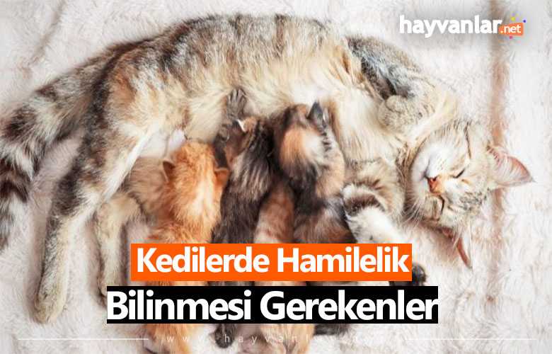 kedilerde hamilelik