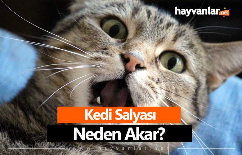 kedi salyası