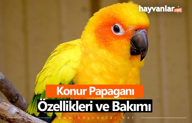 Konur Papağanı