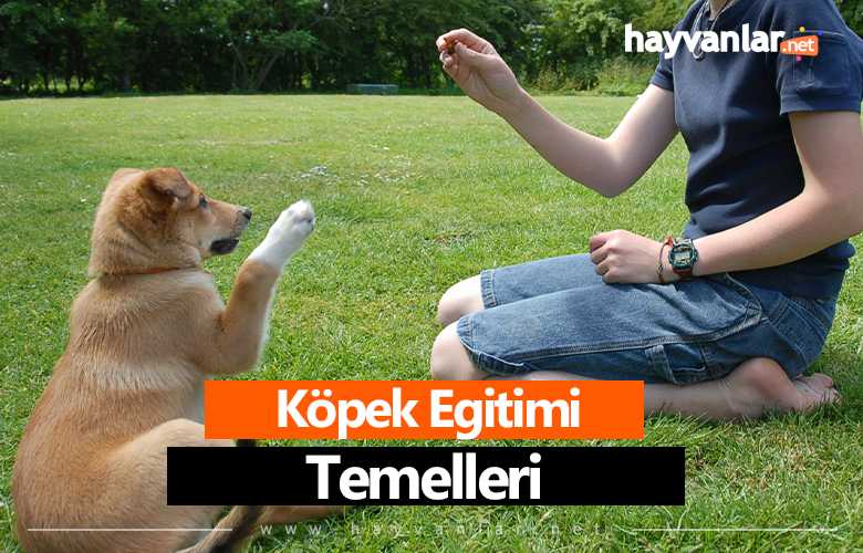 Köpek Eğitimi