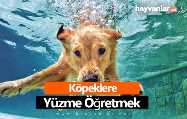 köpeklere yüzme öğretmek