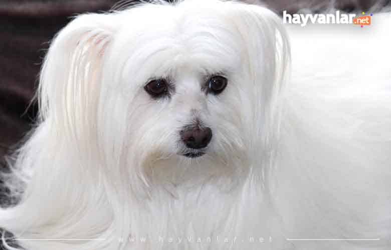 Malta Köpeği