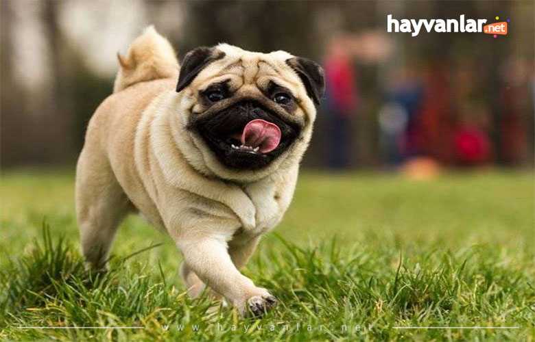 Pug köpek Kraliyet Köpeği
