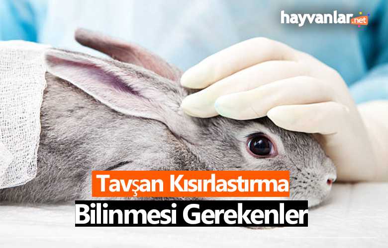Tavşan Kısırlaştırma