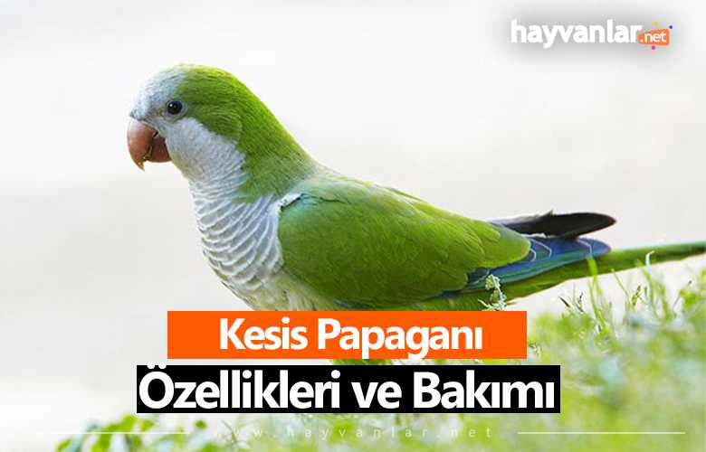 keşiş papağanı