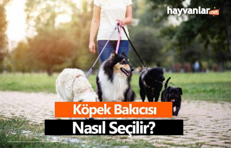 köpek bakıcısı