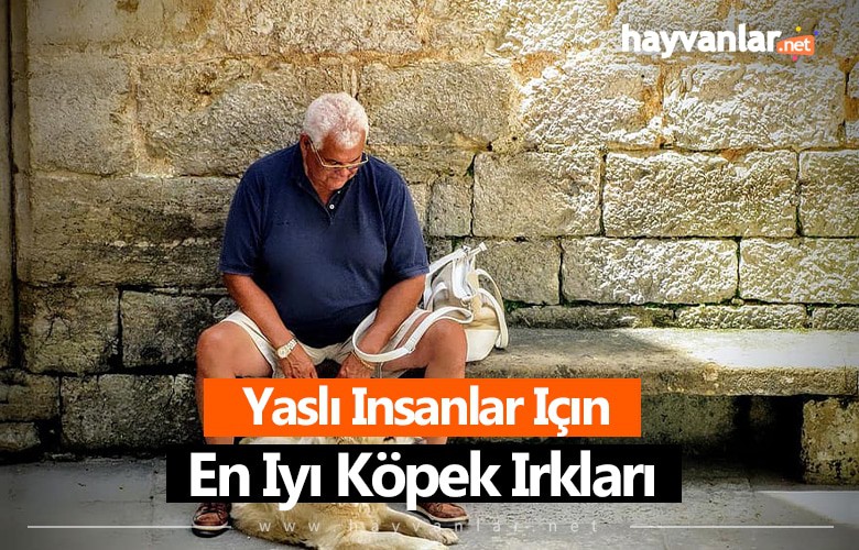 Yaşlılar İnsanlar İçin Köpek